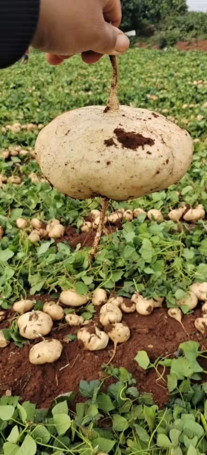 【2023新货】豆薯大量供应货源充足全年供货保质保量欢迎电联