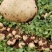 【2023新货】豆薯大量供应货源充足全年供货保质保量欢迎电联