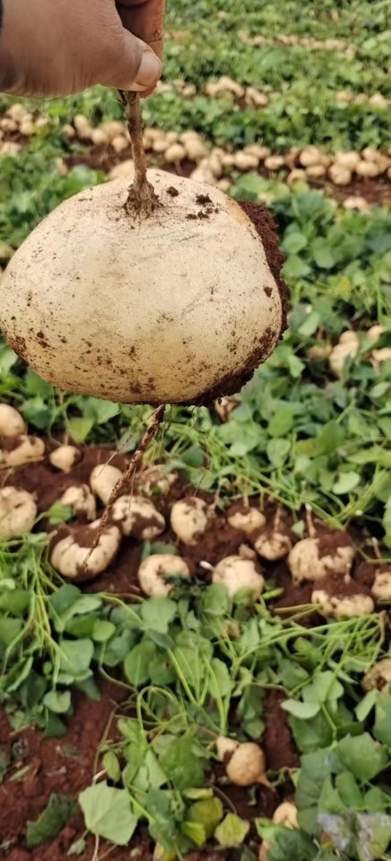 【2023新货】豆薯大量供应货源充足全年供货保质保量欢迎电联