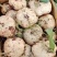 【2023新货】豆薯大量供应货源充足全年供货保质保量欢迎电联