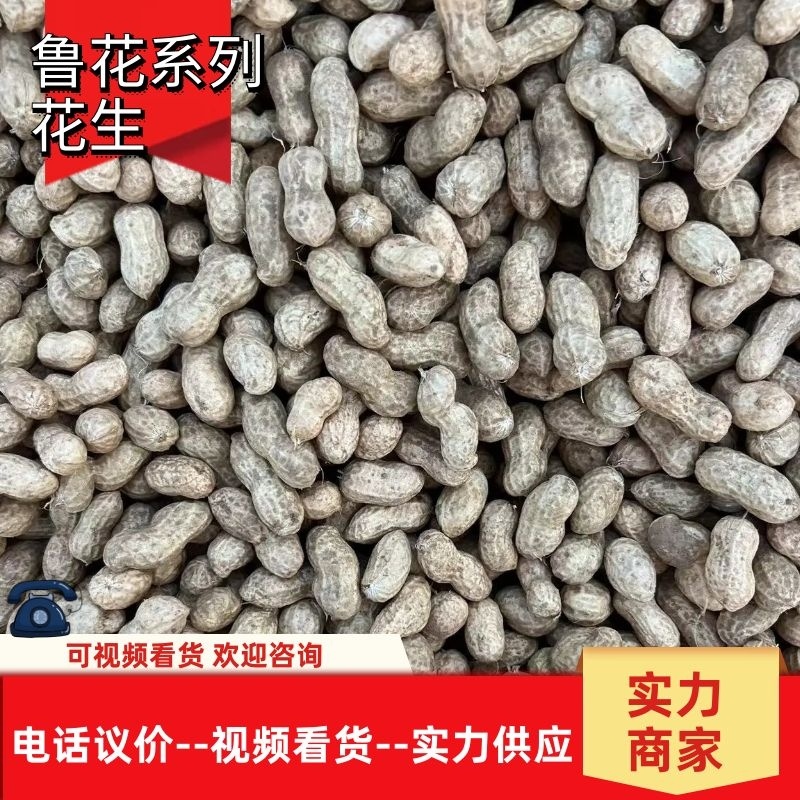 【电话议价】鲁花鲜花生新鲜花生量大从优协助找车电联