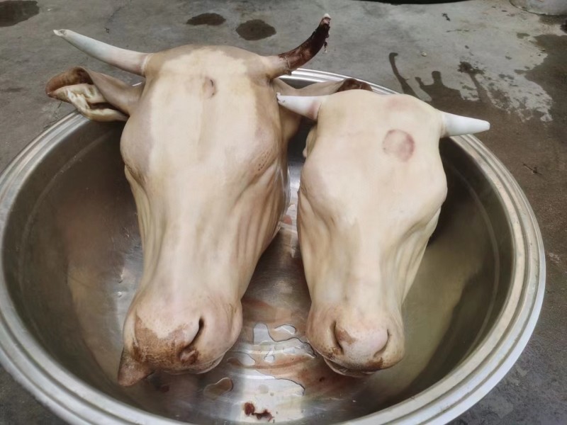 鲁西黄牛火烧去毛牛头长期大量有货可以按要求挑选