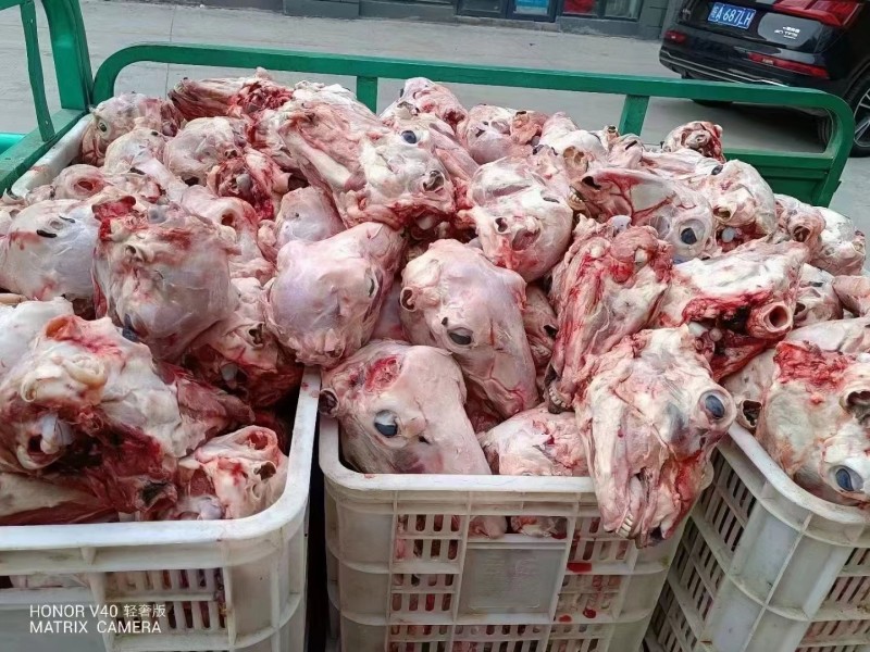 西北清真去皮羊头新鲜剥头带脑带舌带眼整个羔羊头肉整箱商用