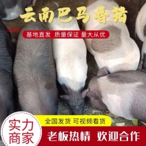 巴马香猪宰杀后现发肉质细嫩量大从优欢迎电联采购