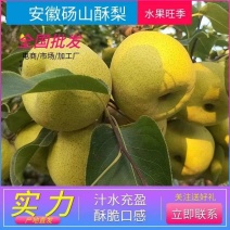 砀山酥梨精品酥梨甜脆可口电商货诚信经营