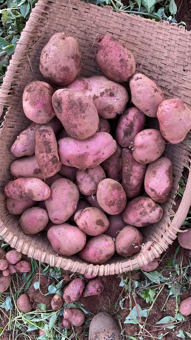 云南土豆红皮土豆本地种植欢迎来电咨询可发全国