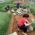 花海用粉黛乱子草基地