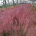 花海用粉黛乱子草基地