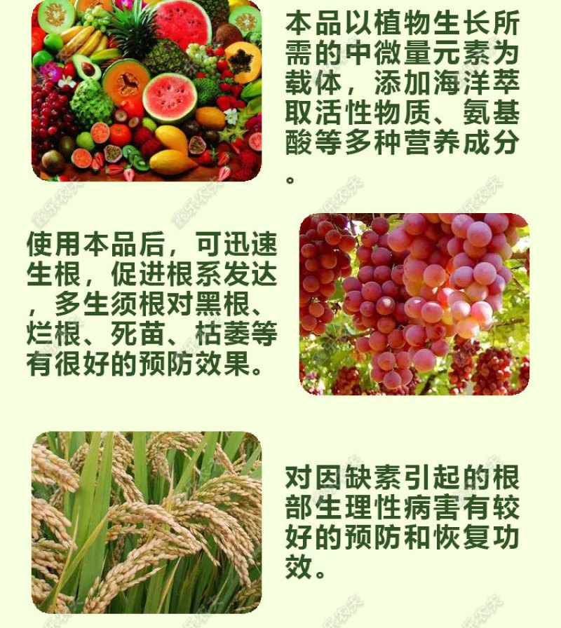 根多多生根粉生根壮苗抽枝展叶促生根系