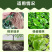 根多多生根粉生根壮苗抽枝展叶促生根系