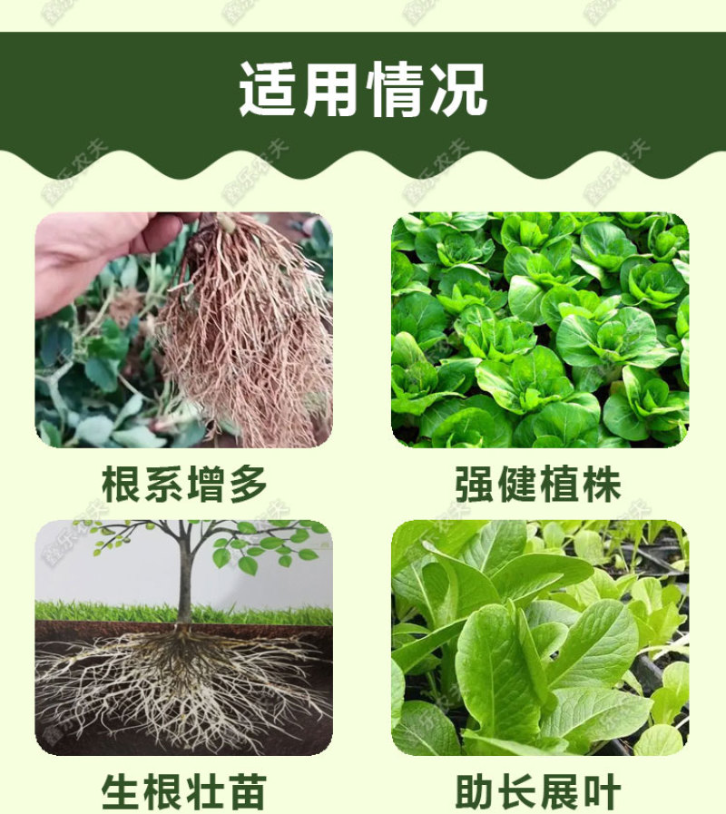 根多多生根粉生根壮苗抽枝展叶促生根系