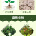 根多多生根粉生根壮苗抽枝展叶促生根系