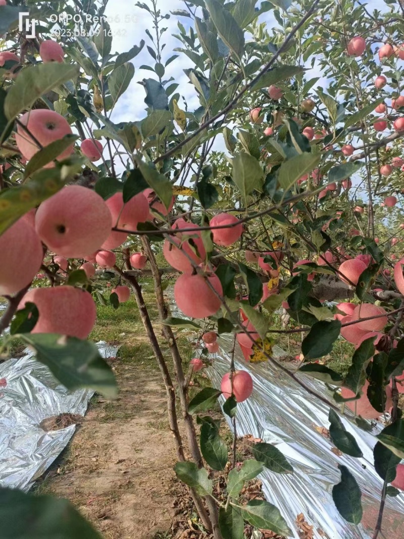 【产地直供】陕西合阳纸袋嘎啦苹果大量供应品质保障一条龙服务