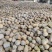 花生南瓜金香南瓜大量供应中新野万亩南瓜基地直供