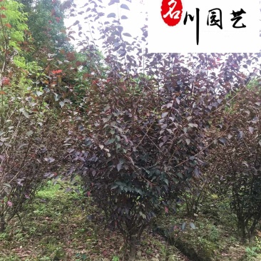 基地批发优质美人梅成都梅花树厂家5-10公分美人梅