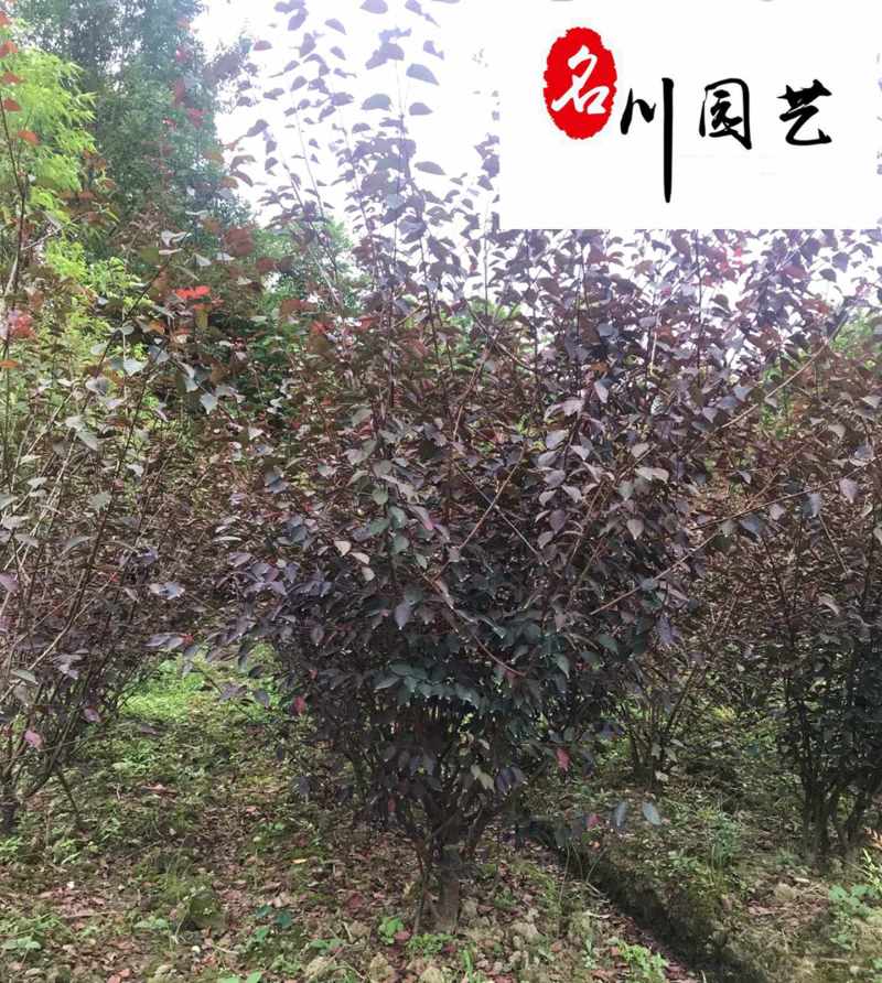 基地批发优质美人梅成都梅花树厂家5-10公分美人梅