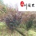 基地批发优质美人梅成都梅花树厂家5-10公分美人梅
