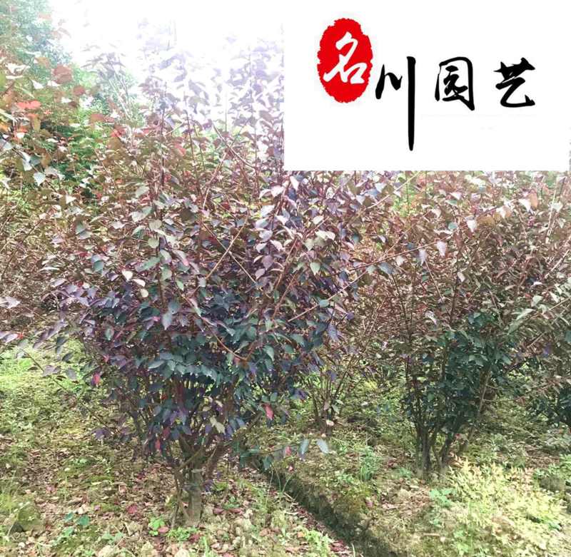 基地批发优质美人梅成都梅花树厂家5-10公分美人梅