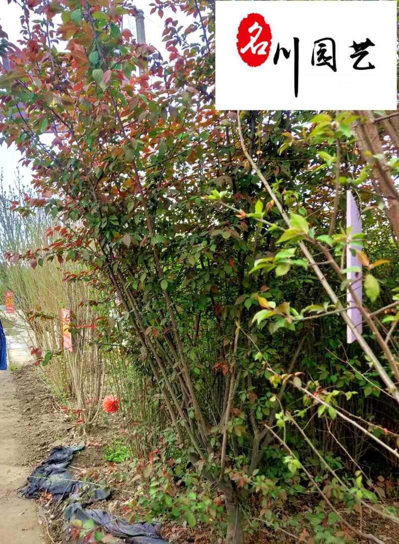 基地批发优质美人梅成都梅花树厂家5-10公分美人梅
