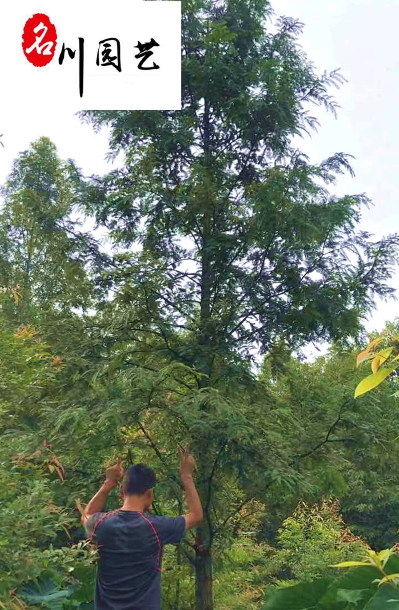 苗圃自产水杉树规格齐全四川贵州水杉树批发园林工程