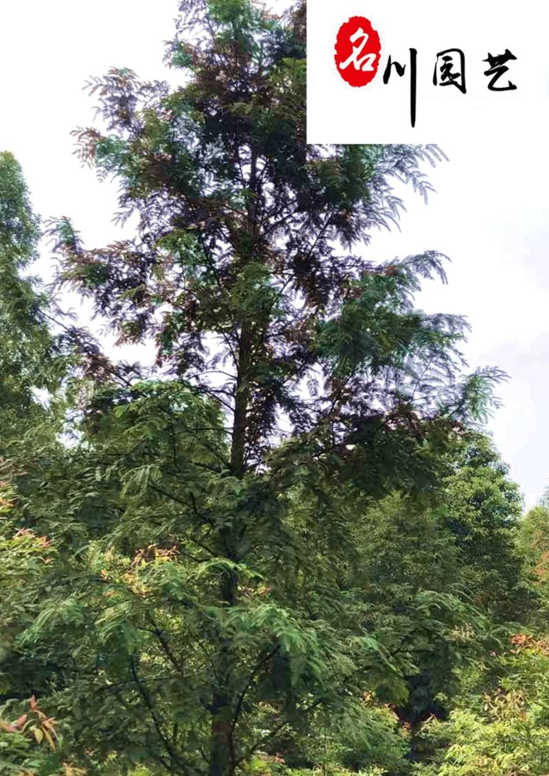 苗圃自产水杉树规格齐全四川贵州水杉树批发园林工程