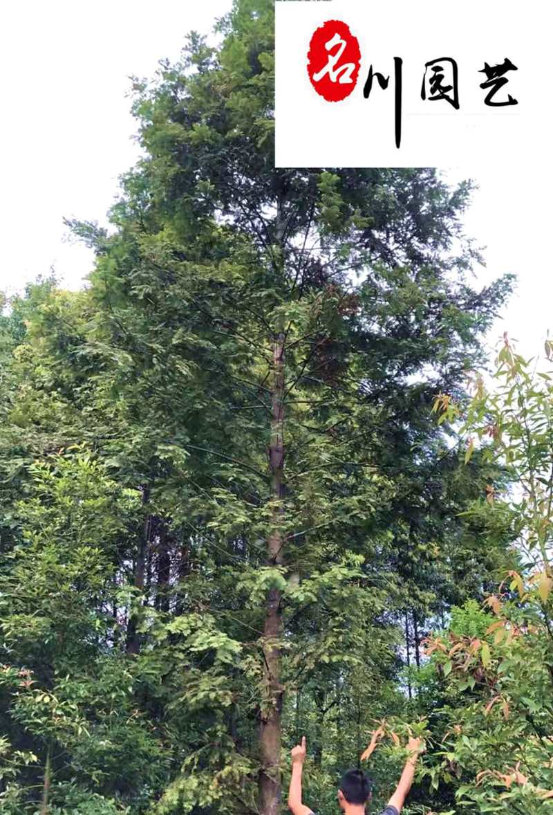 苗圃自产水杉树规格齐全四川贵州水杉树批发园林工程