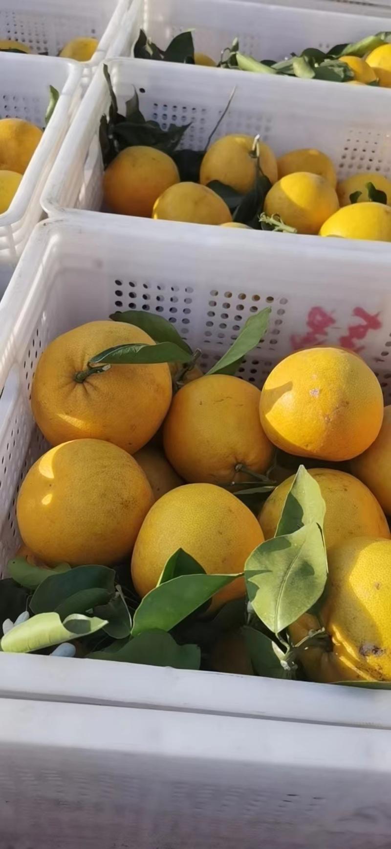 福建漳州平和爆汁葡萄柚原产地批发可视频看货欢迎咨询