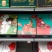 【石榴】仓配代发诚信经营精品二级果软籽石榴5斤装