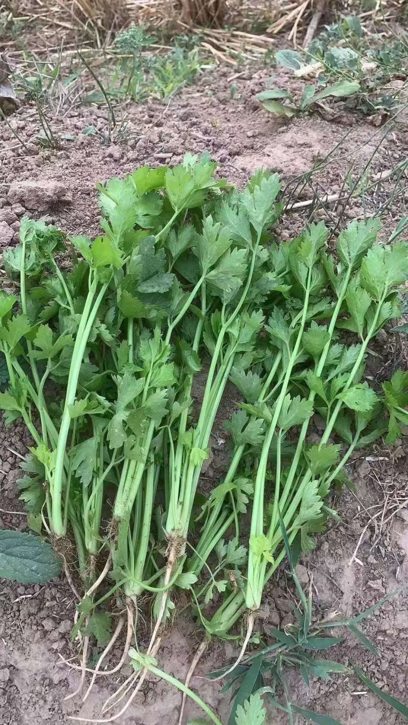 【芹菜苗】安阳滑县精品芹菜苗包技术指导包成活价格优惠