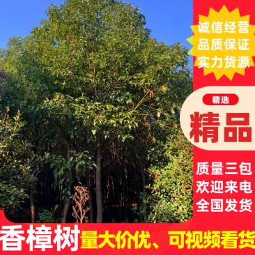 有大量香樟树出售，可打包，需要可联系详情