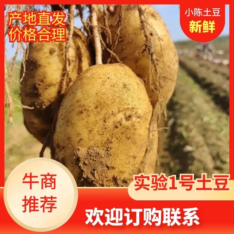 内蒙古四子王旗实验1土豆上市产地直发电商市场货