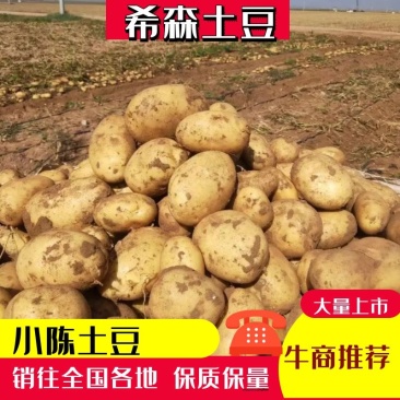内蒙古四子王旗希森土豆一手货源全国发货电商市场