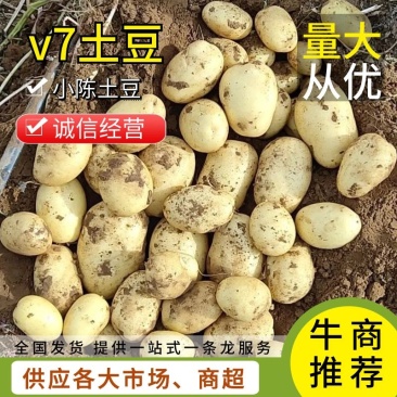 精品【内蒙土豆】黄皮黄心产地直销，量大从优。