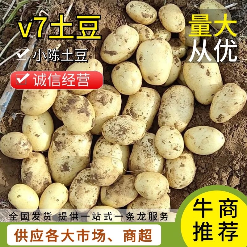 精品【内蒙土豆】黄皮黄心产地直销，量大从优。