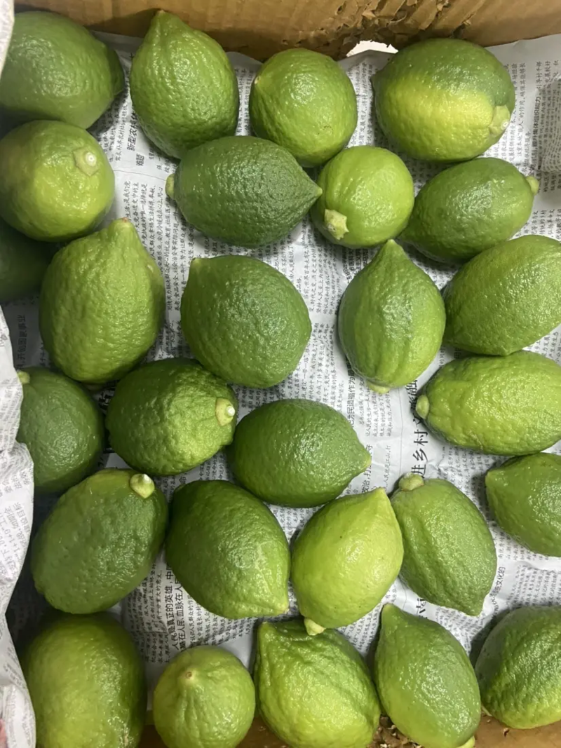 广东无籽香水柠檬果园质量稳定大量供应全国发货