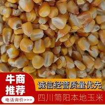 【四川玉米】玉米四川产地直发全国市场保质保量欢迎电联