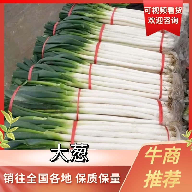 西昌精品大葱大量上市全国发货现买现装一条龙服务来电优惠