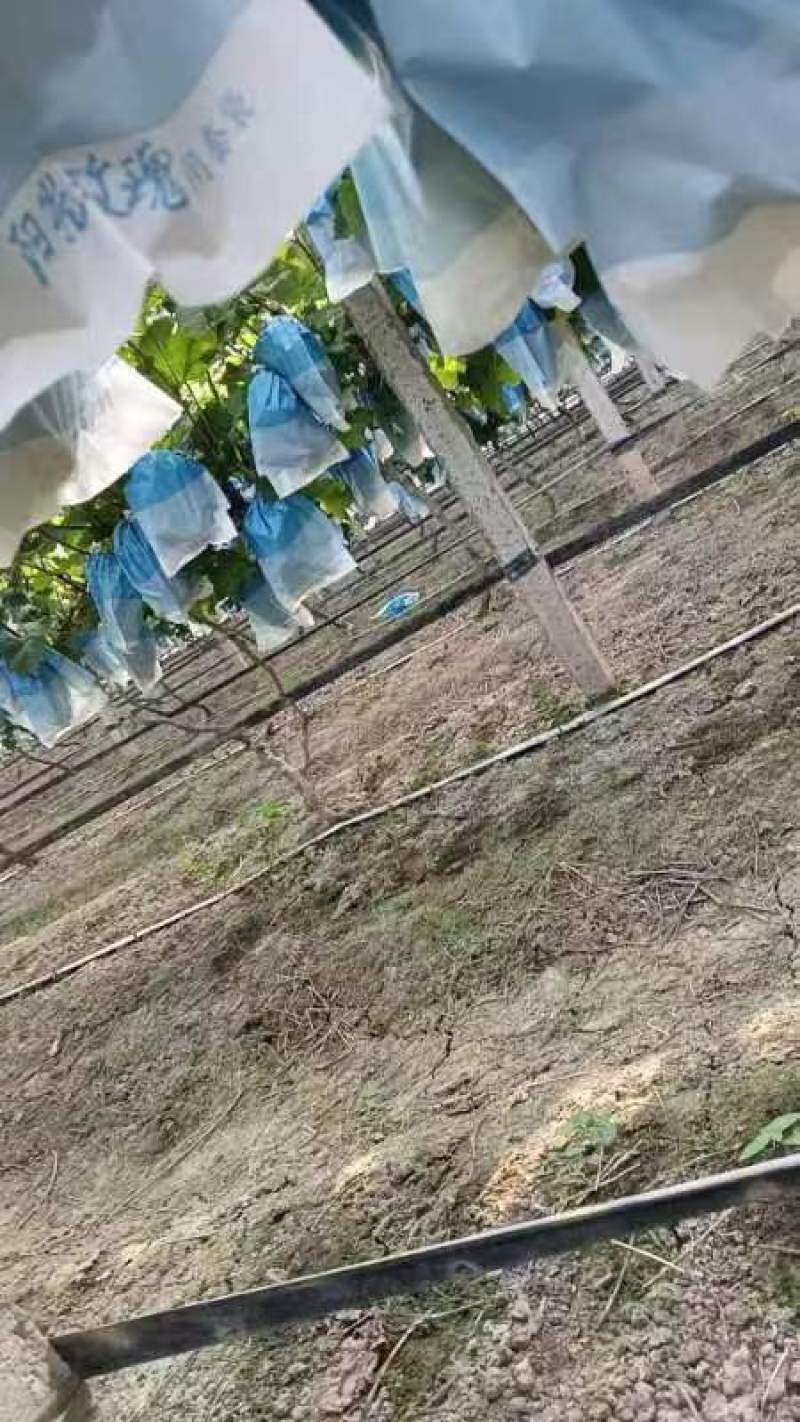 阳光玫瑰葡萄，5斤/10斤，一件代发，可全国发货