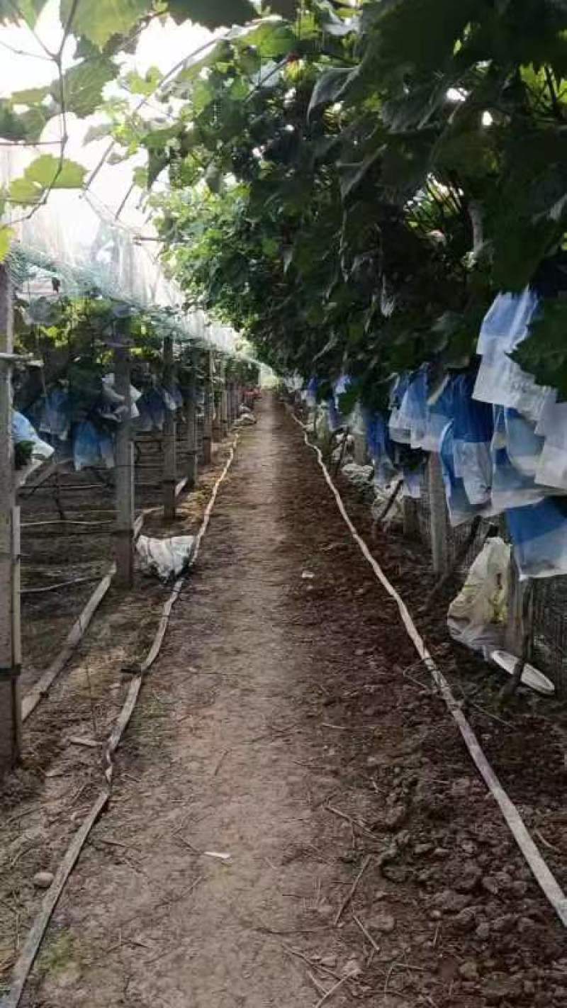 阳光玫瑰葡萄，5斤/10斤，一件代发，可全国发货