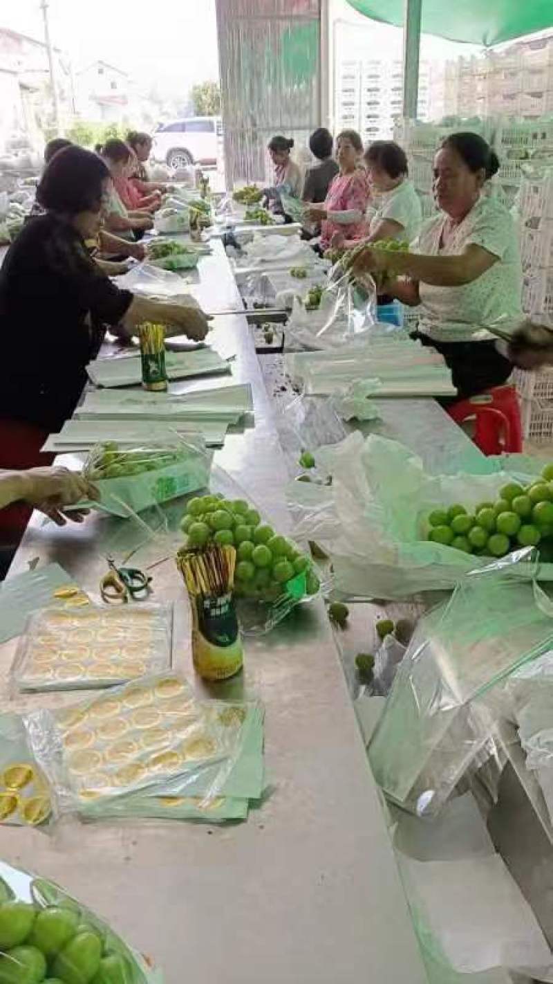 阳光玫瑰葡萄，5斤/10斤，一件代发，可全国发货
