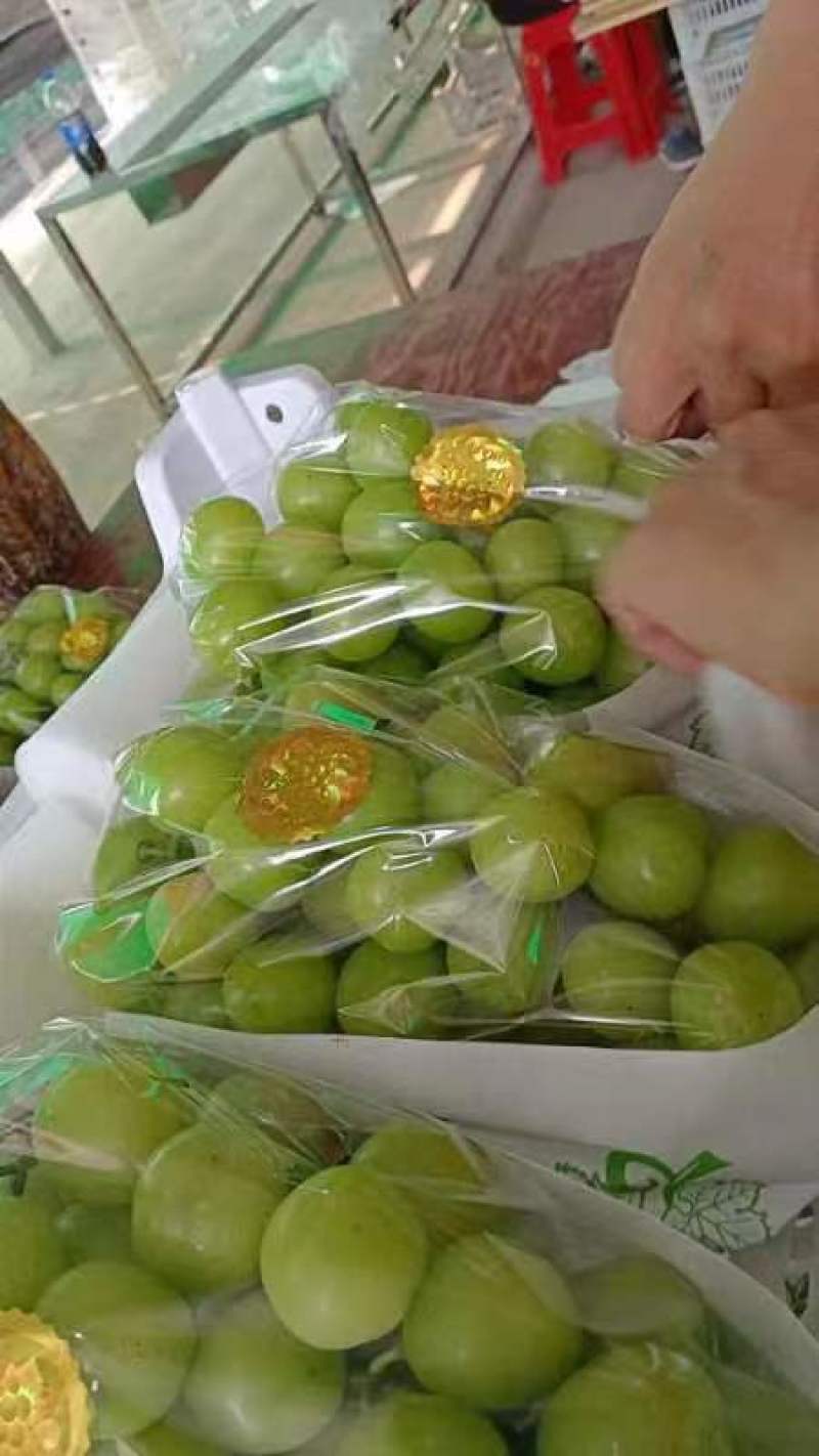 阳光玫瑰葡萄，5斤/10斤，一件代发，可全国发货