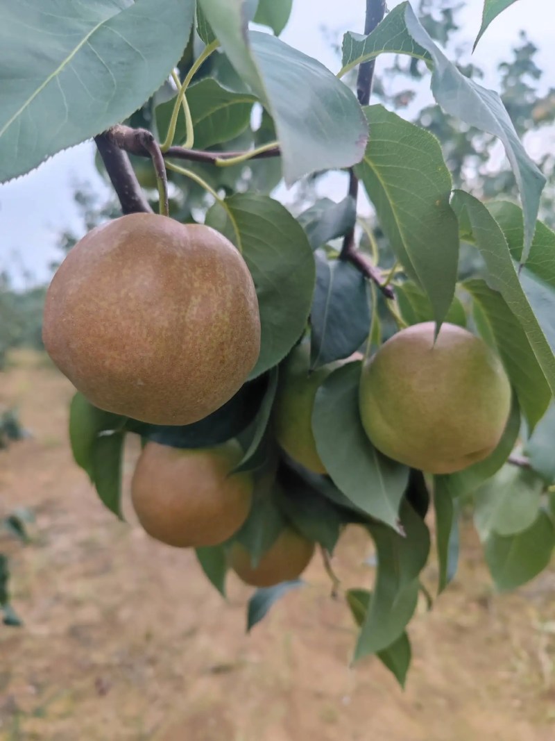 【梨】山西雨露香梨皮薄多汁冷库货大量供应全国发货