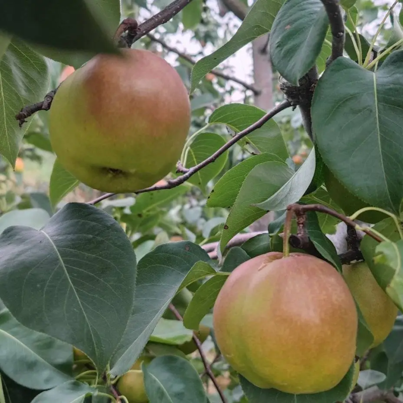 【梨】山西雨露香梨皮薄多汁冷库货大量供应全国发货