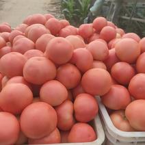【硬粉西红柿】硬粉西红柿，聊城产地，果型圆润耐运输
