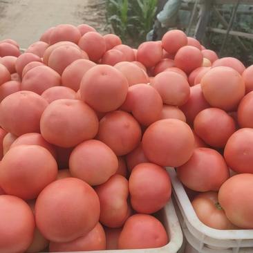 【硬粉西红柿】硬粉西红柿，聊城产地，果型圆润耐运输