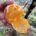 湖北柑桔，蜜橘，基地直供，一手货源，货源充足，无代办费。