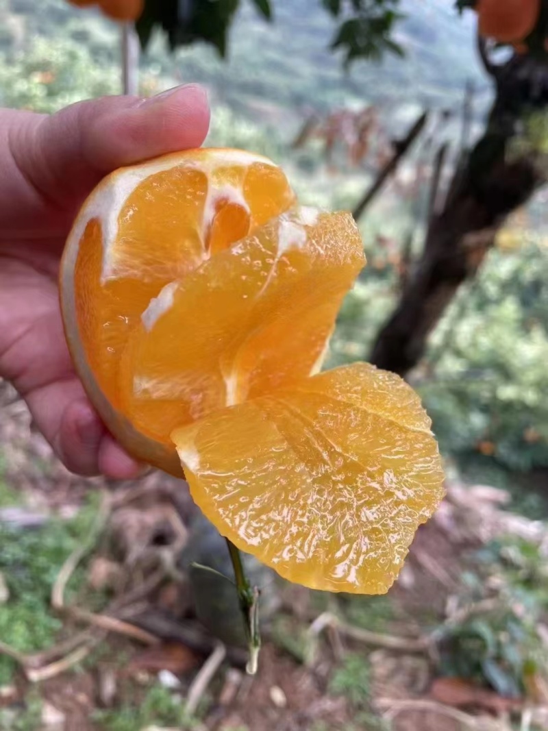 湖北柑桔，蜜橘，基地直供，一手货源，货源充足，无代办费。