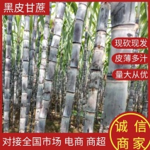 【甘蔗】广西黑皮甘蔗大量上市产地24小时实力供货