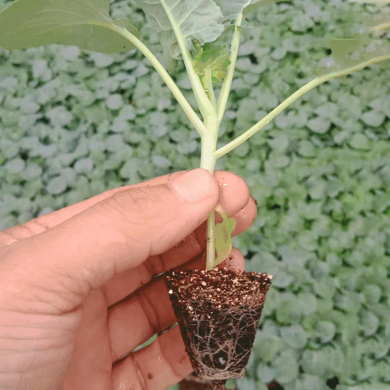 西兰花苗炎秀西兰花苗耐寒西蓝花苗现货直发