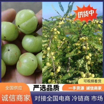 广西平南大肉(平丹1号又名油甘果种植基地已大量上市